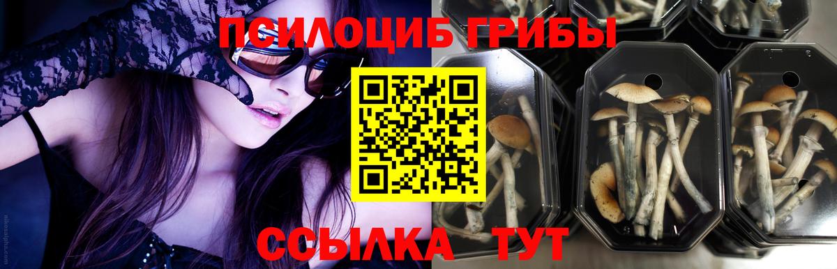 Рузаевка  наркошоп  Галлюциногенные грибы прущие грибы  Вход с VPN  Галлюциногенные грибы мицелий 